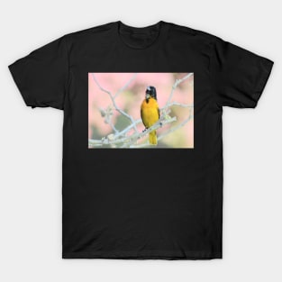 Oriole Singing... T-Shirt